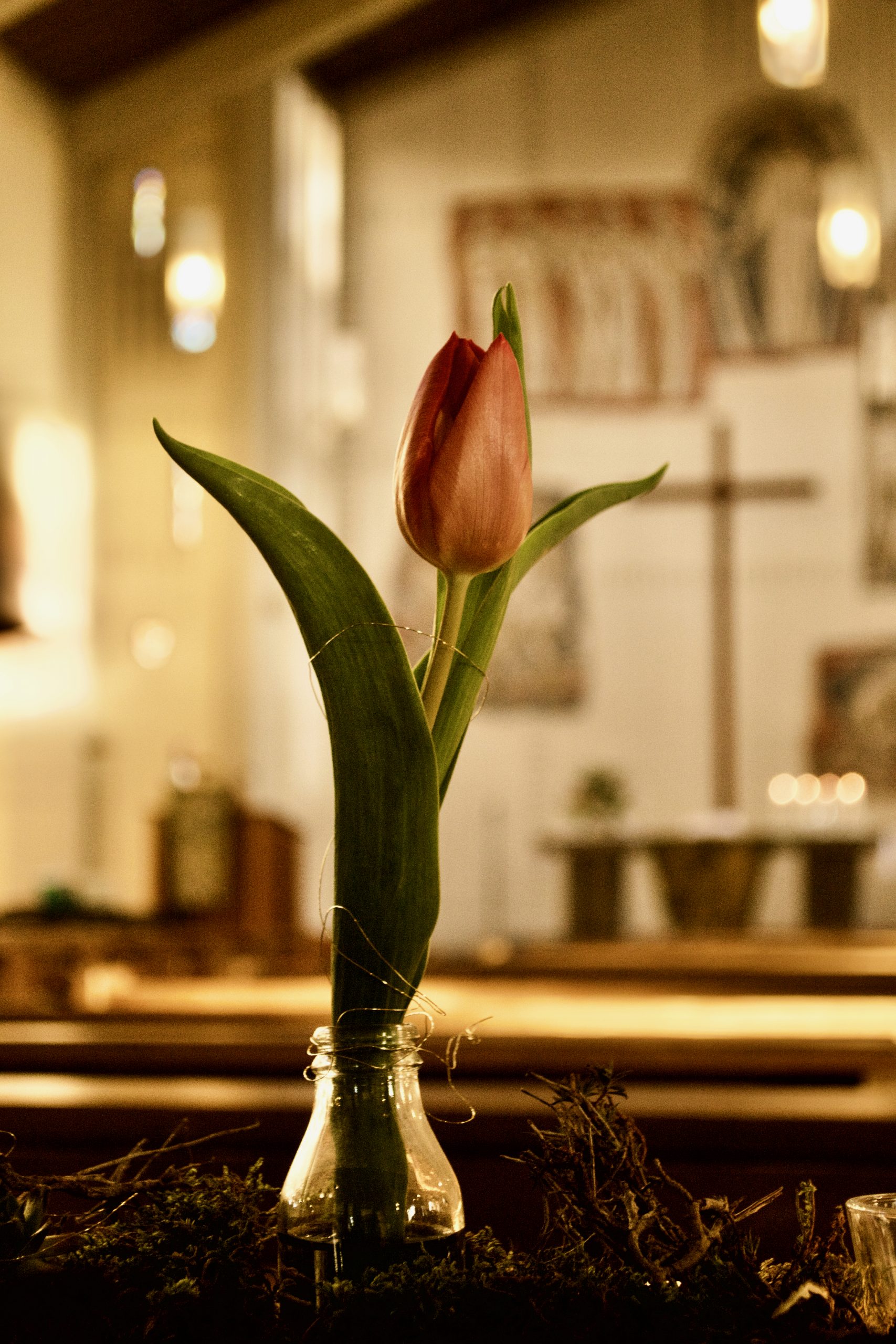 Eine Tulpe im Café Kirche