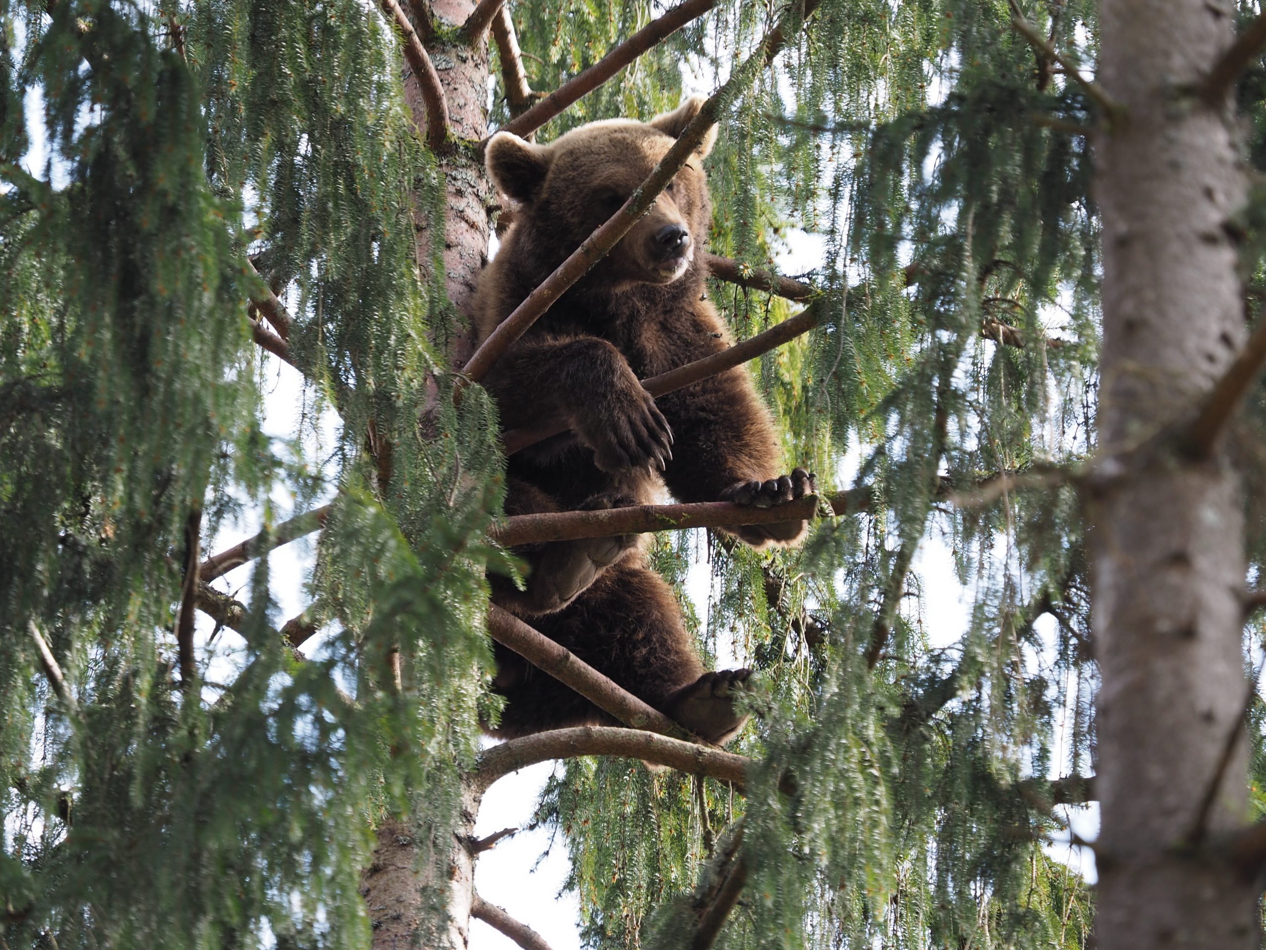 Bär klettert auf Bäumen