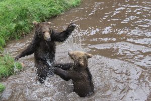 Zwei Bärenwelpen plantschen im Wasser