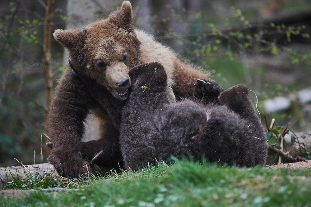 Zwei Bären tollen miteinander