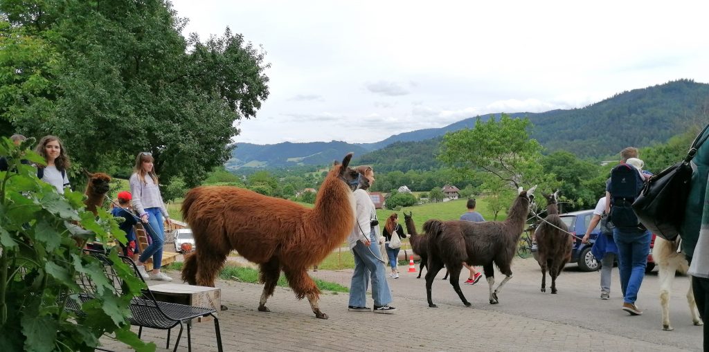 Von der Terrasse aus können Besucher Alpakas und Lamas beobachten